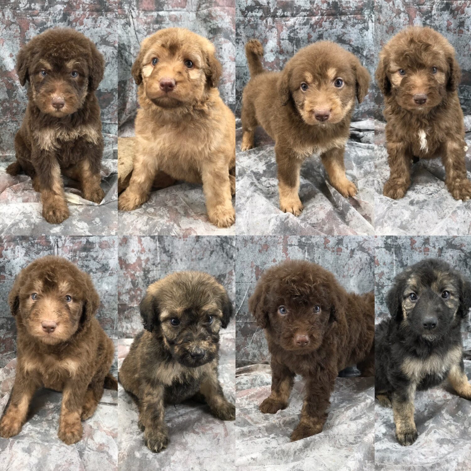 how much are german shepherd poodle puppies?