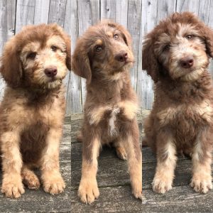 Our Available Hypoallergenic Puppies | R Doodles