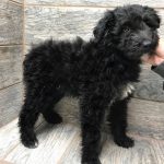 Black Aussiedoodle female