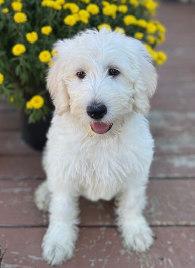 Our Available Hypoallergenic Shepadoodle Puppies | Double R Doodles