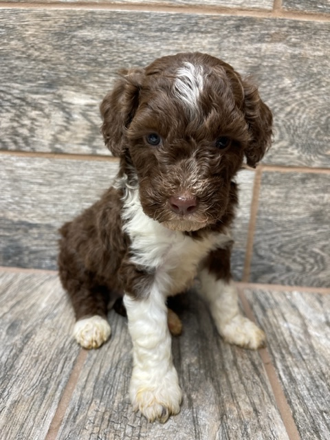 Storm X Merle Mini/Moyen Aussiedoodles DOB 9/18/23 Leave home 11/20 ...